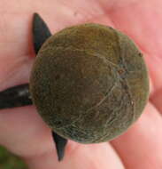Image of Poison star apple