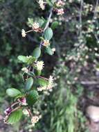 Image of smooth mountain mahogany