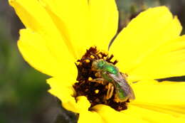 Agapostemon texanus Cresson 1872的圖片