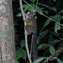 Image of Bioko Allen's bushbaby