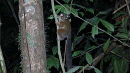 Image of Squirrel galago