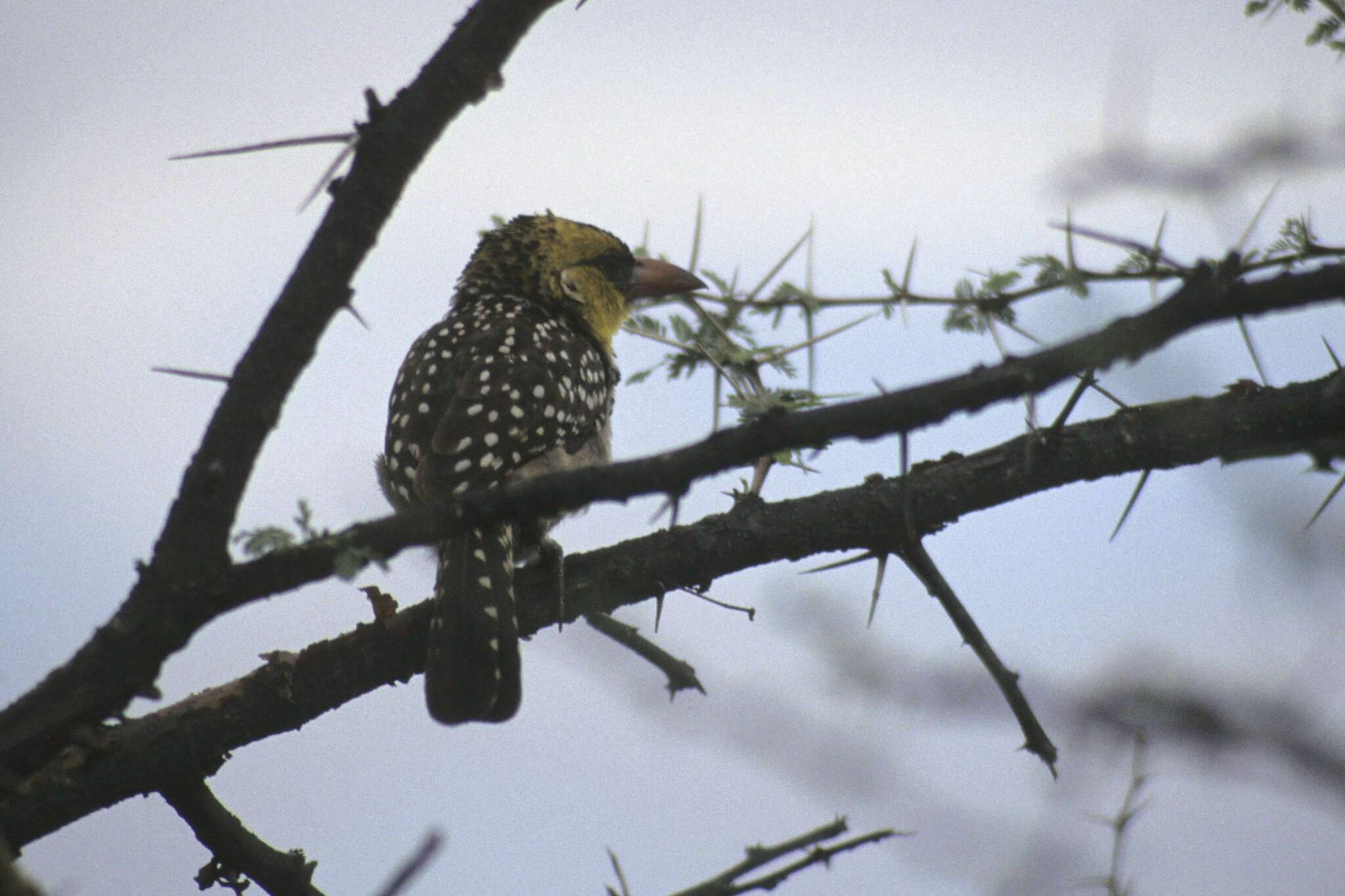 Image of Yellow-breasted Barbet