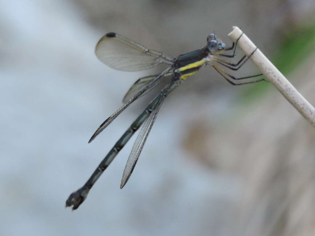 Image of Great Spreadwing