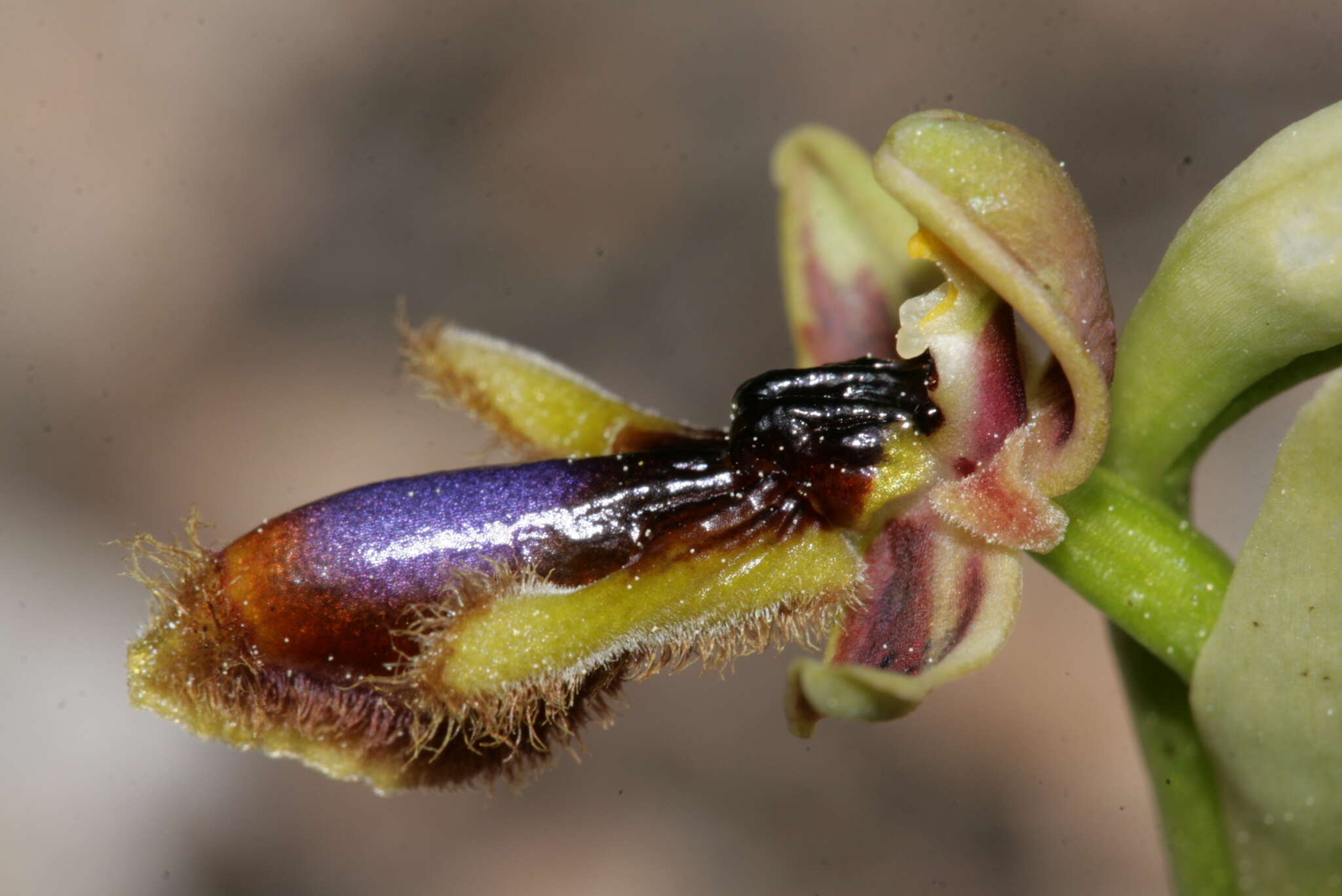 صورة Ophrys speculum subsp. regis-ferdinandii (Acht. & Kellerer ex Renz) Soó