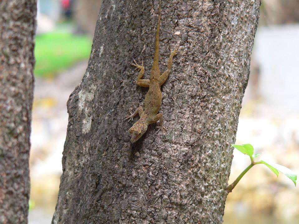 Image de Anolis distichus Cope 1861