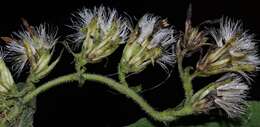 Image of eared goldenrod