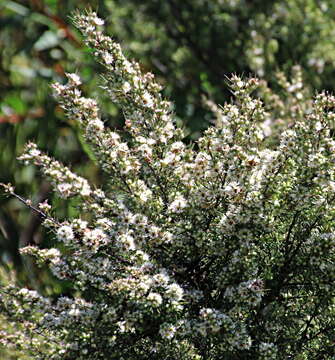 Image of Kunzea linearis (Kirk) de Lange & Toelken