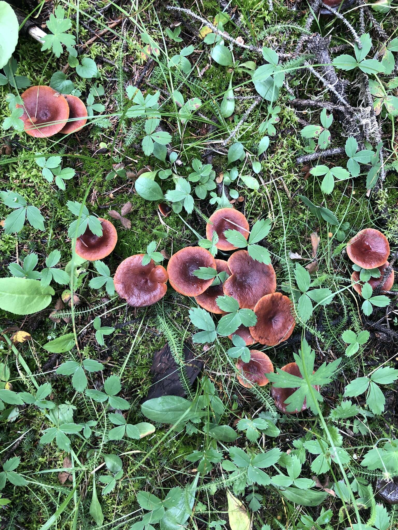 Image de Lactarius badiosanguineus Kühner & Romagn. 1954