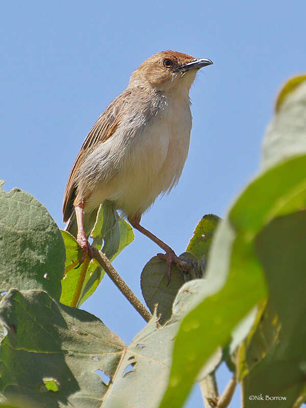 Image of Boran Cisticola