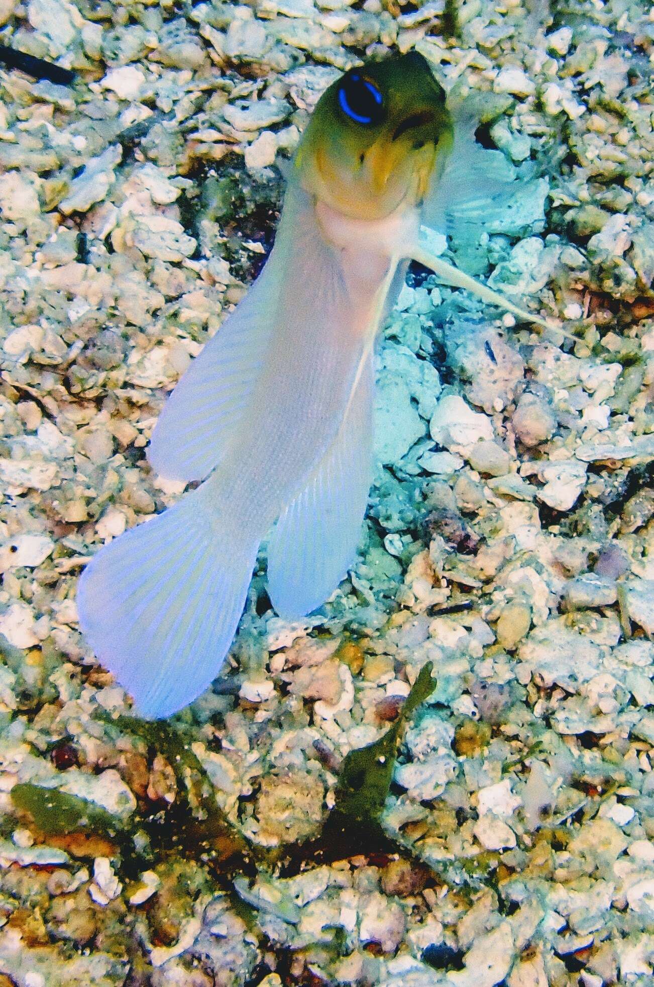 Image of Yellowhead Jawfish