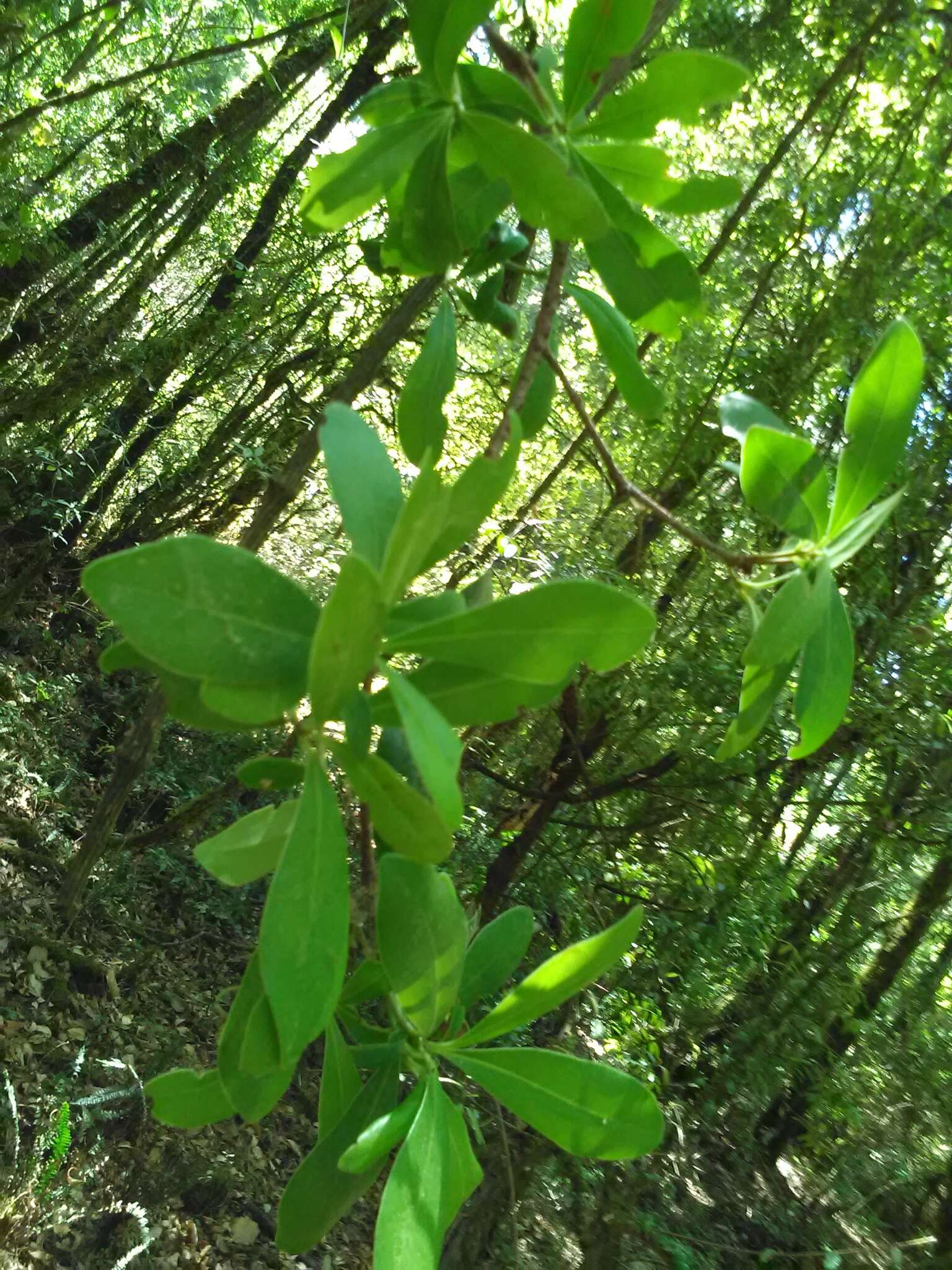 Image of Ternstroemia lineata DC.