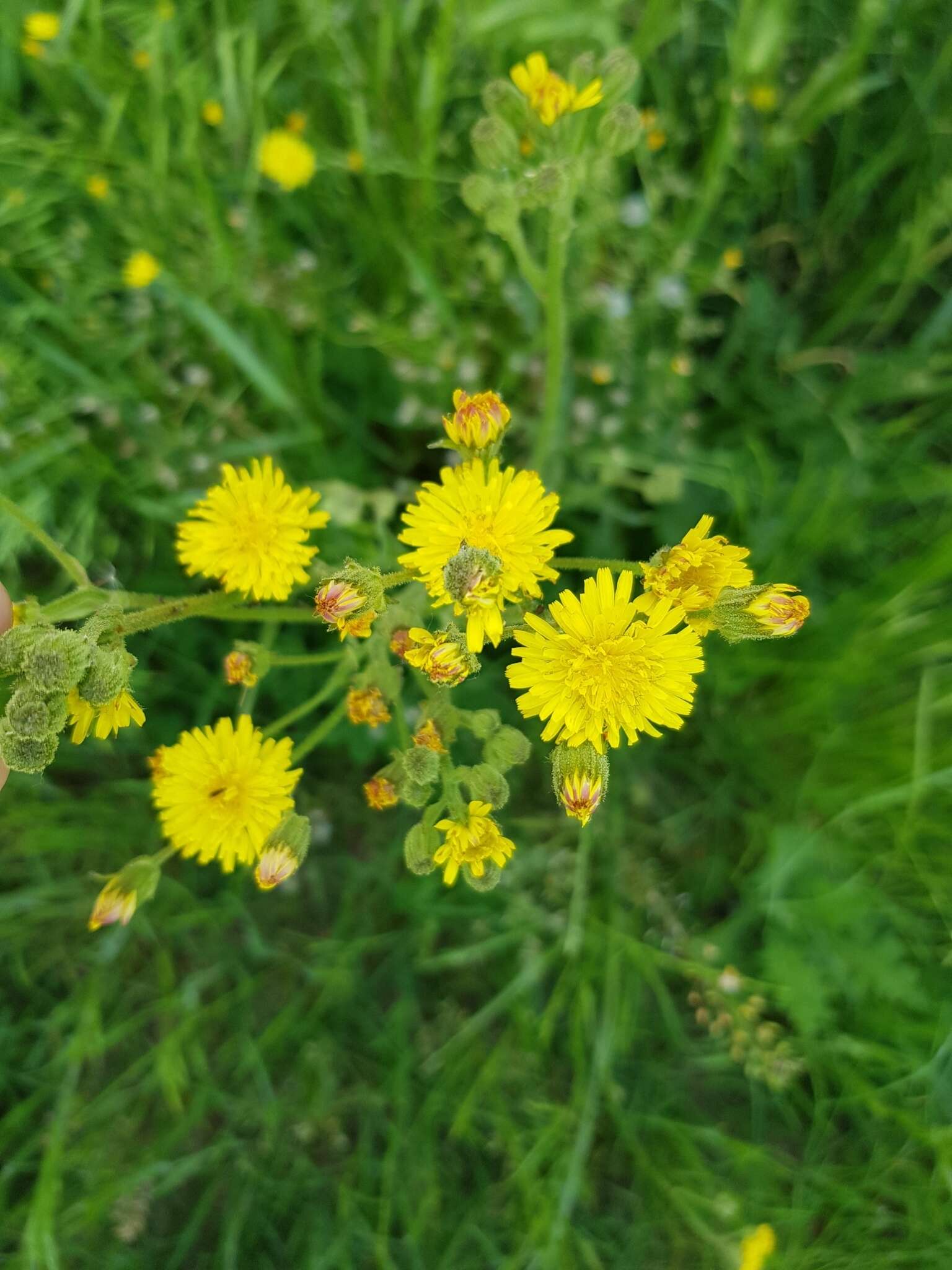 Imagem de Crepis marschallii (C. A. Mey.) Sch. Bip.