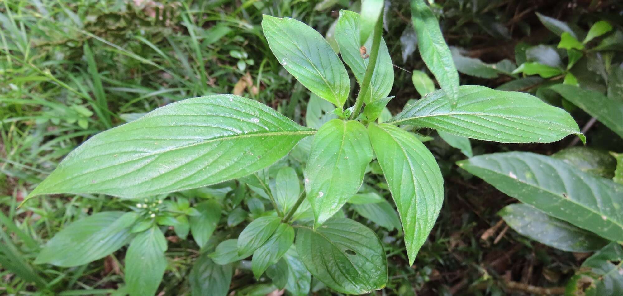 Image of Pentas micrantha Baker