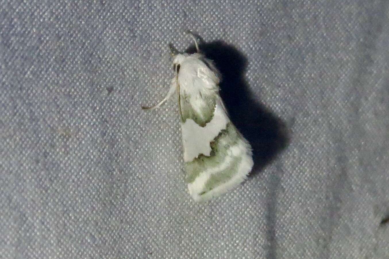 Image of Hulst's Flower Moth