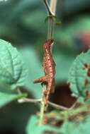 Image of Anolis apletophallus Köhler & Sunyer 2008