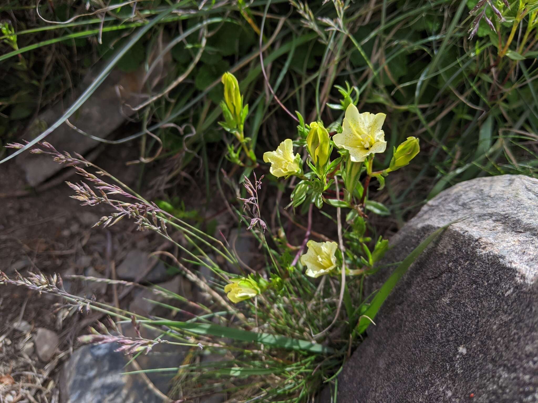 Image of Gentiana itzershanensis T. S. Liu & C. C. Kuo