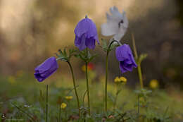 Imagem de Anemone coronaria L.