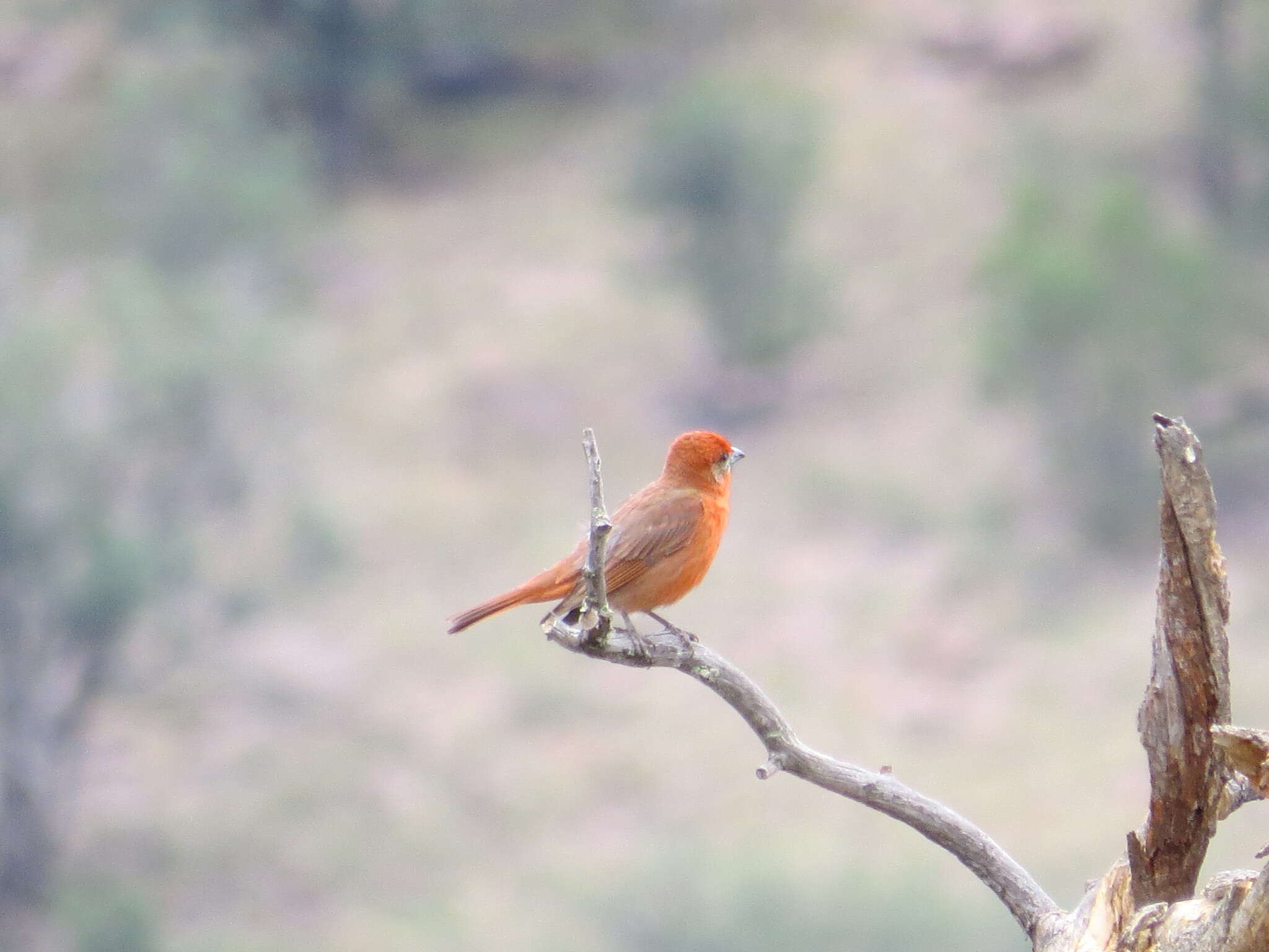 Image of Red Tanager