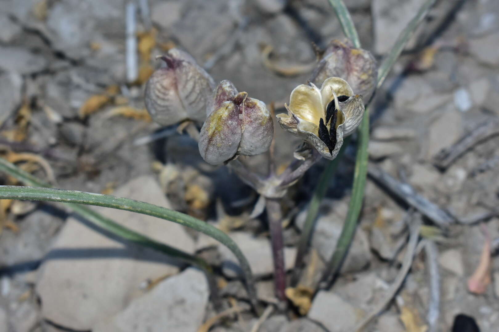 Image of pink funnel lily