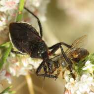 Plancia ëd Apiomerus californicus Berniker & Szerlip ex Berniker et al. 2011