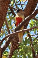 Sivun Northiella haematogaster haematogaster (Gould 1838) kuva