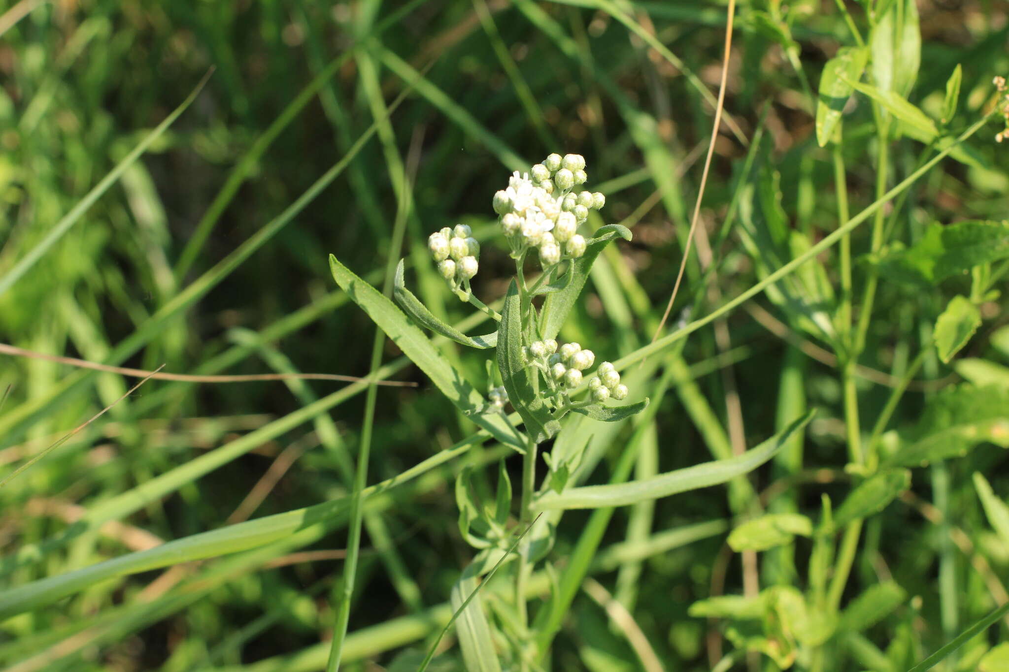 Image of Achillea salicifolia Bess.