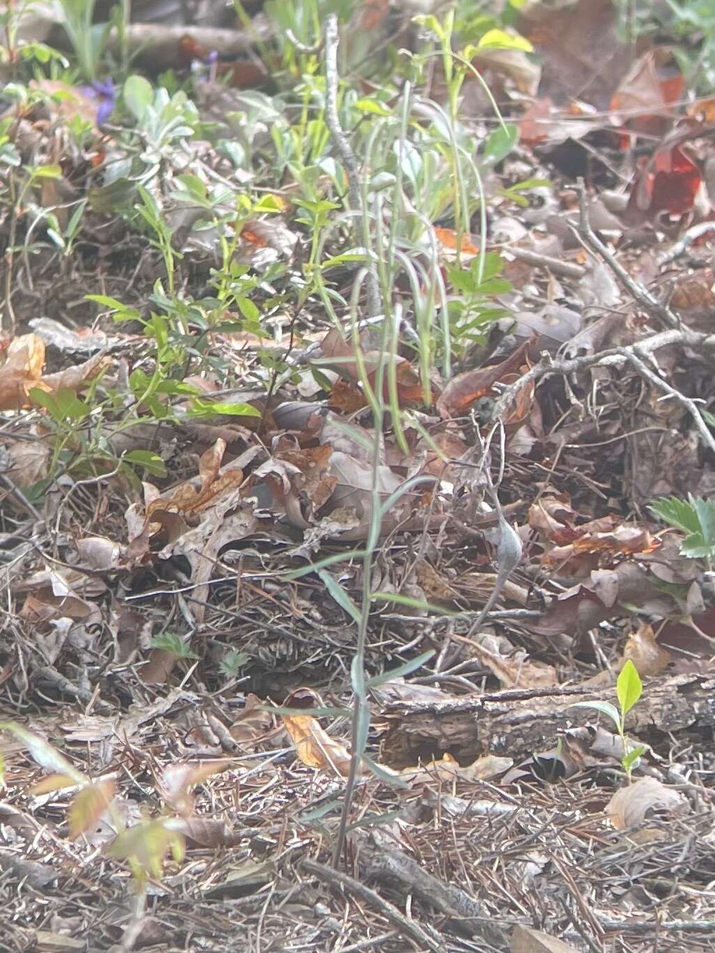 Image of Borodinia burkii