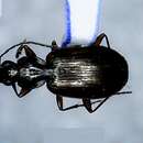 Image de Agonum (Europhilus) sordens Kirby 1837