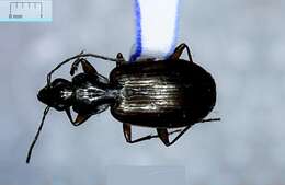 Sivun Agonum (Europhilus) sordens Kirby 1837 kuva