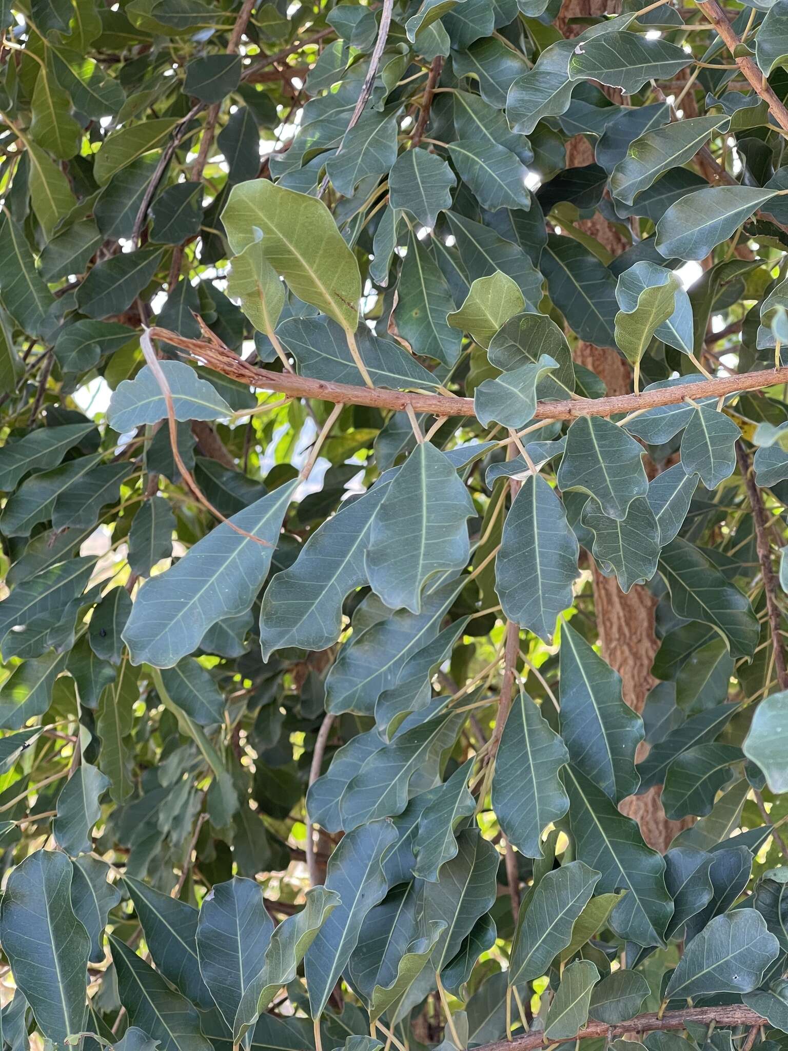 Ficus petersii Warb.的圖片