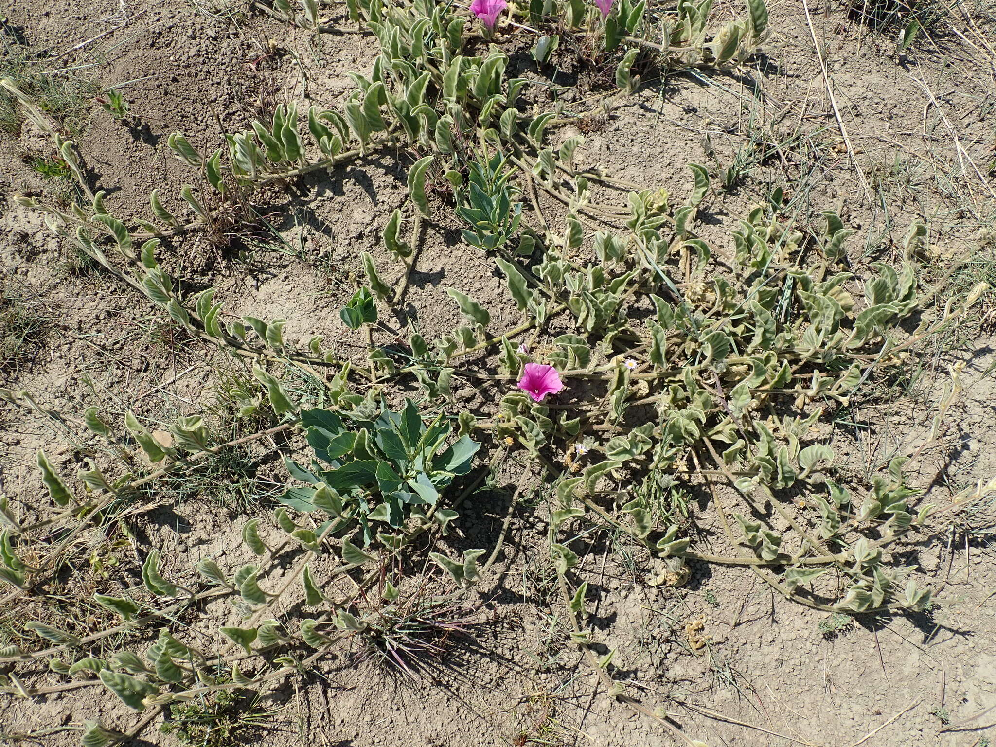 Image of Ipomoea pellita Hall. fil.