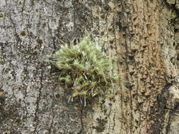 Image of Tillandsia tricholepis Baker