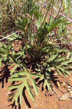 Image of Variable stork's-bill