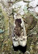 Image of birch sober