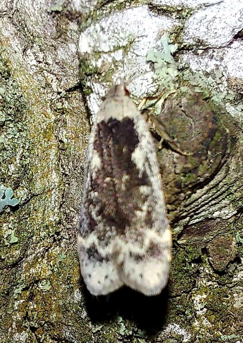 Image of birch sober
