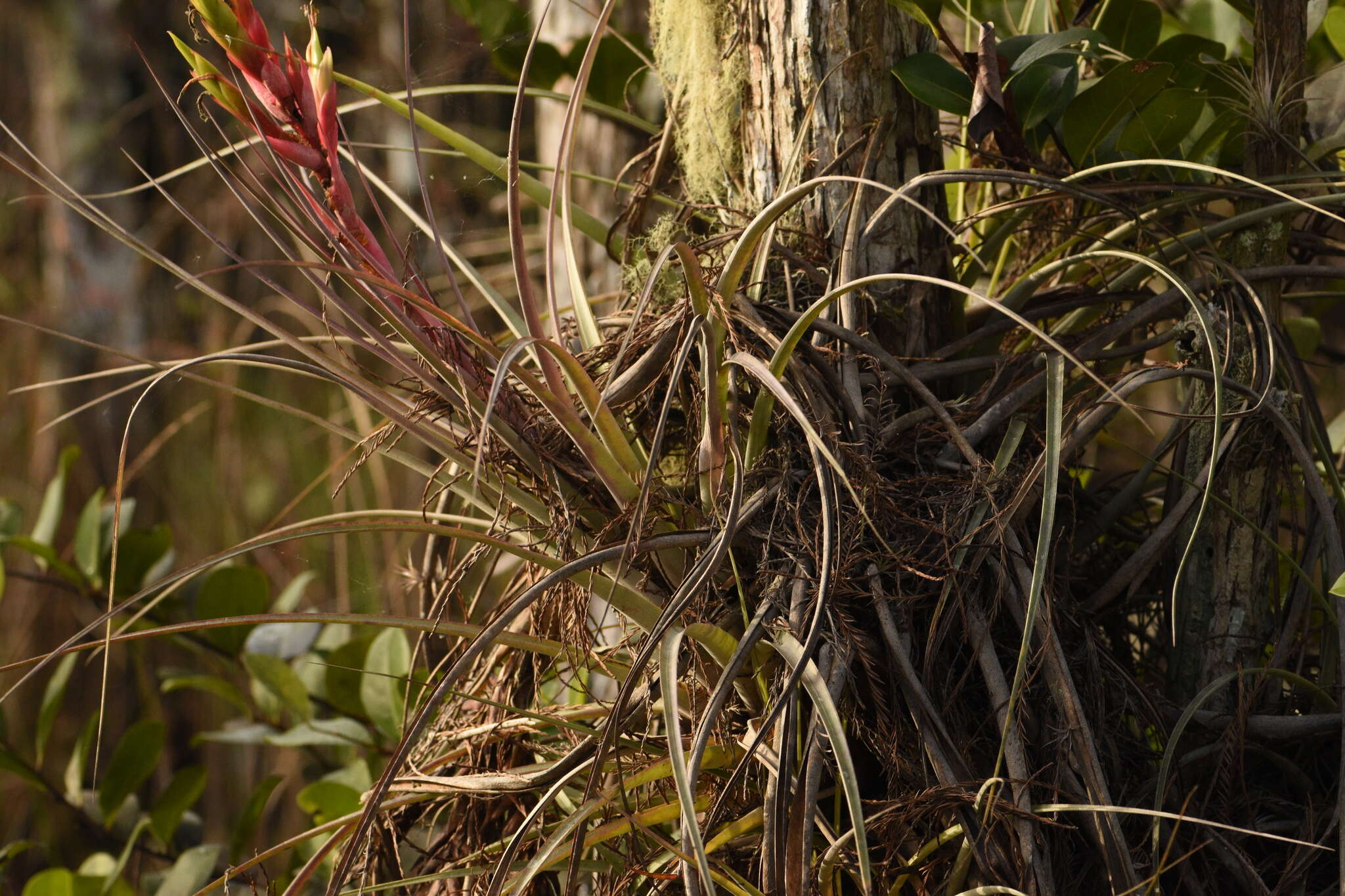 Image of giant airplant