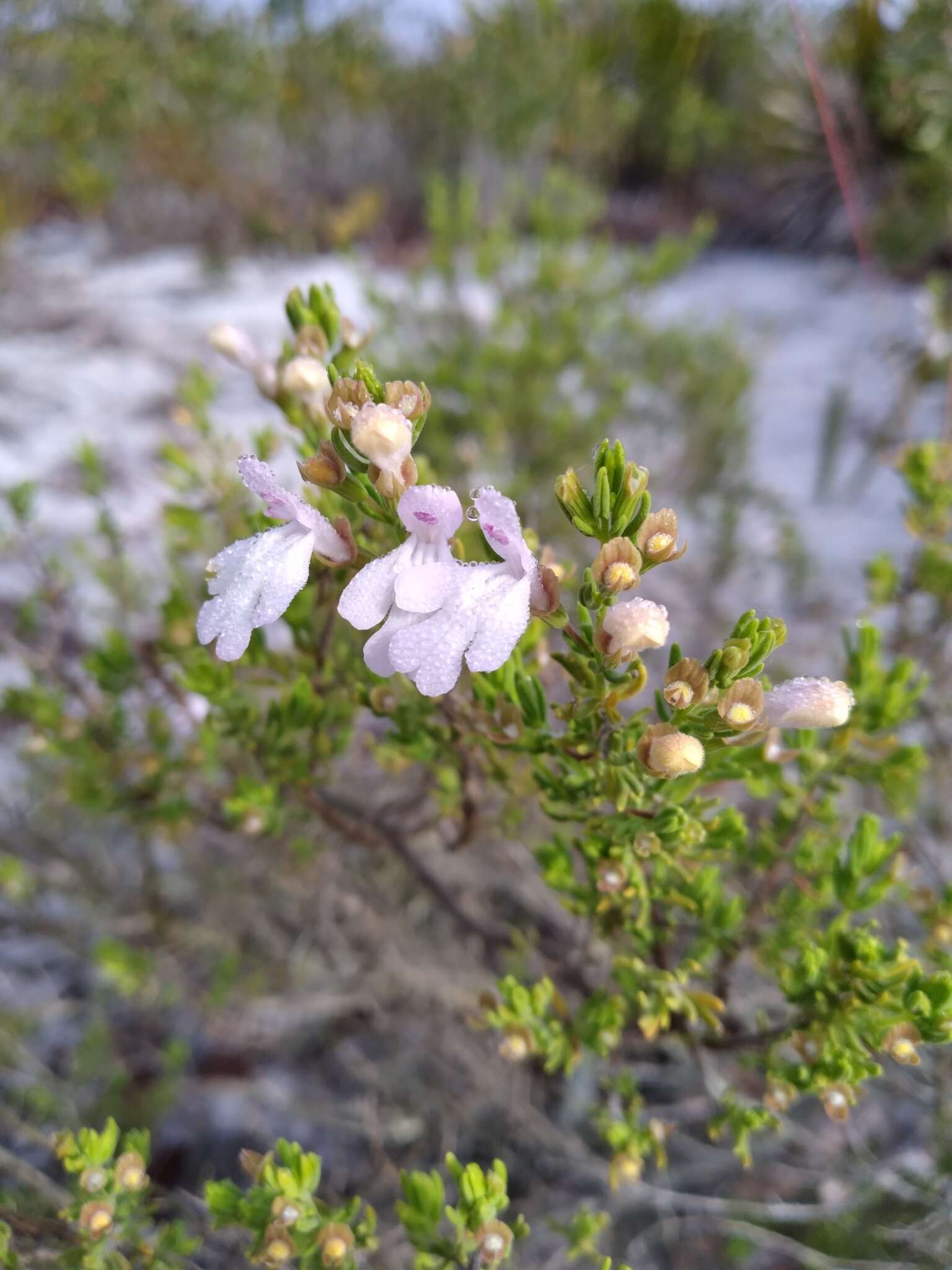 Imagem de Clinopodium ashei (Weath.) Small