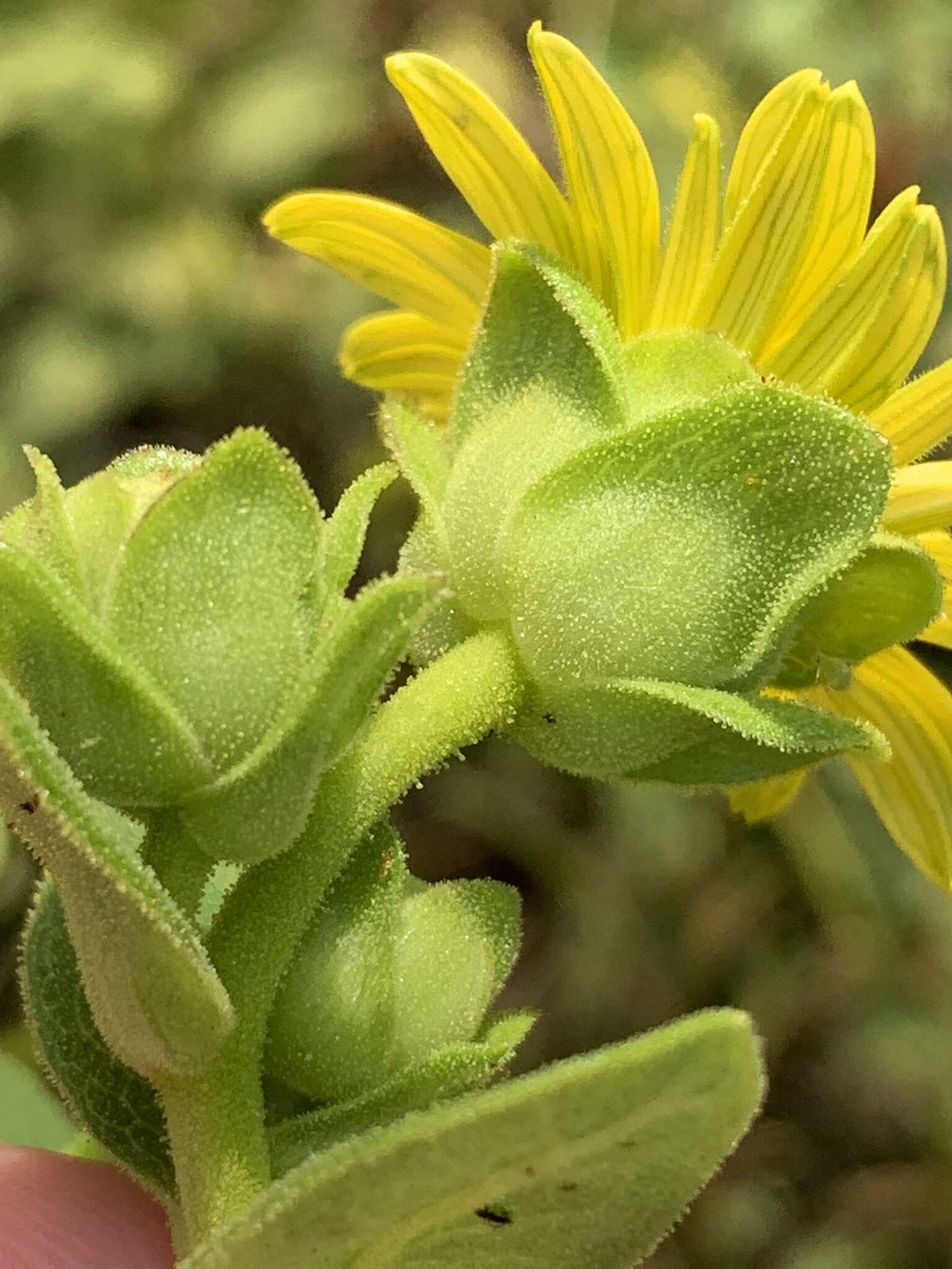 Image of Old Cahaba rosinweed