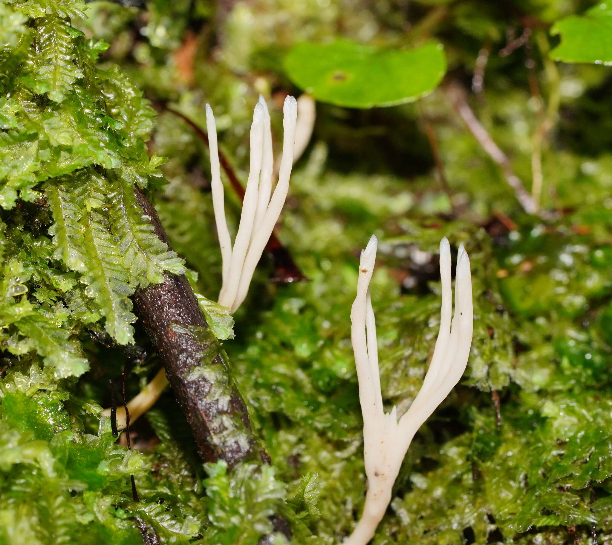 Image of Tremellodendropsis pusio (Berk.) D. A. Crawford 1954