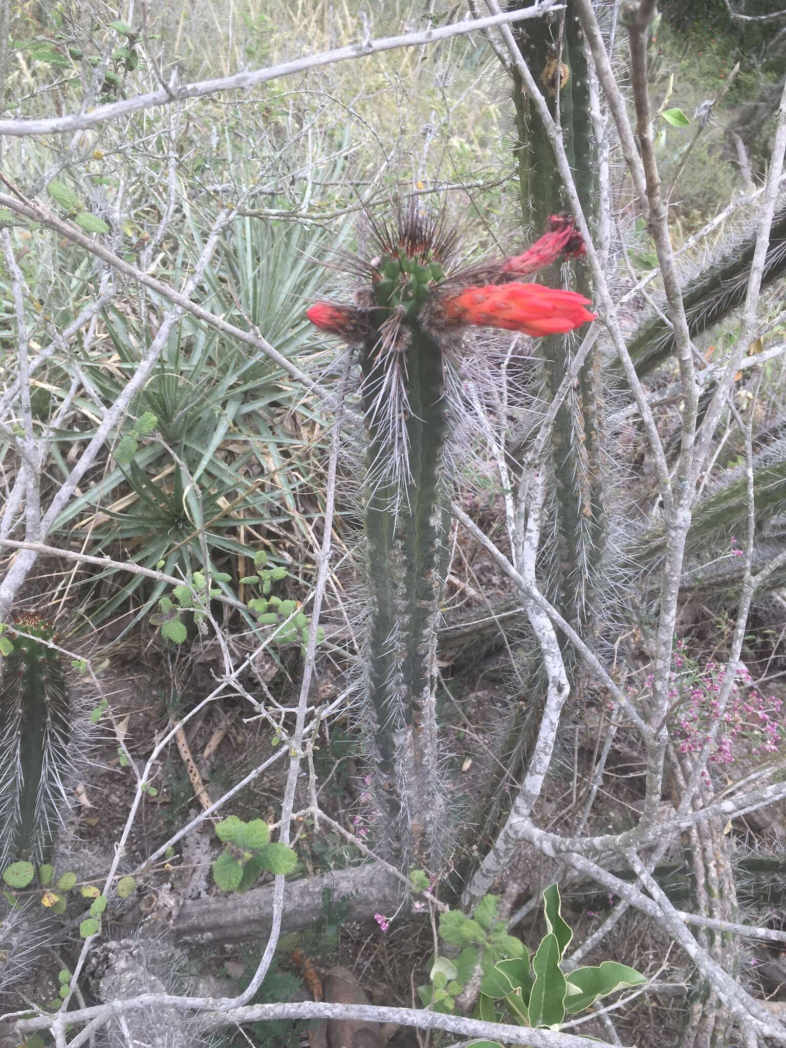 Image of Cleistocactus sepium (Kunth) F. A. C. Weber