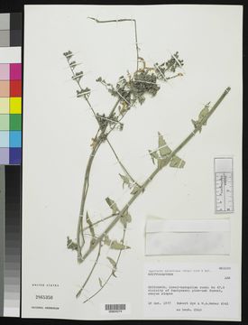 Image of <i>Agastache aurantiaca</i> (A. Gray) Lint & Epling