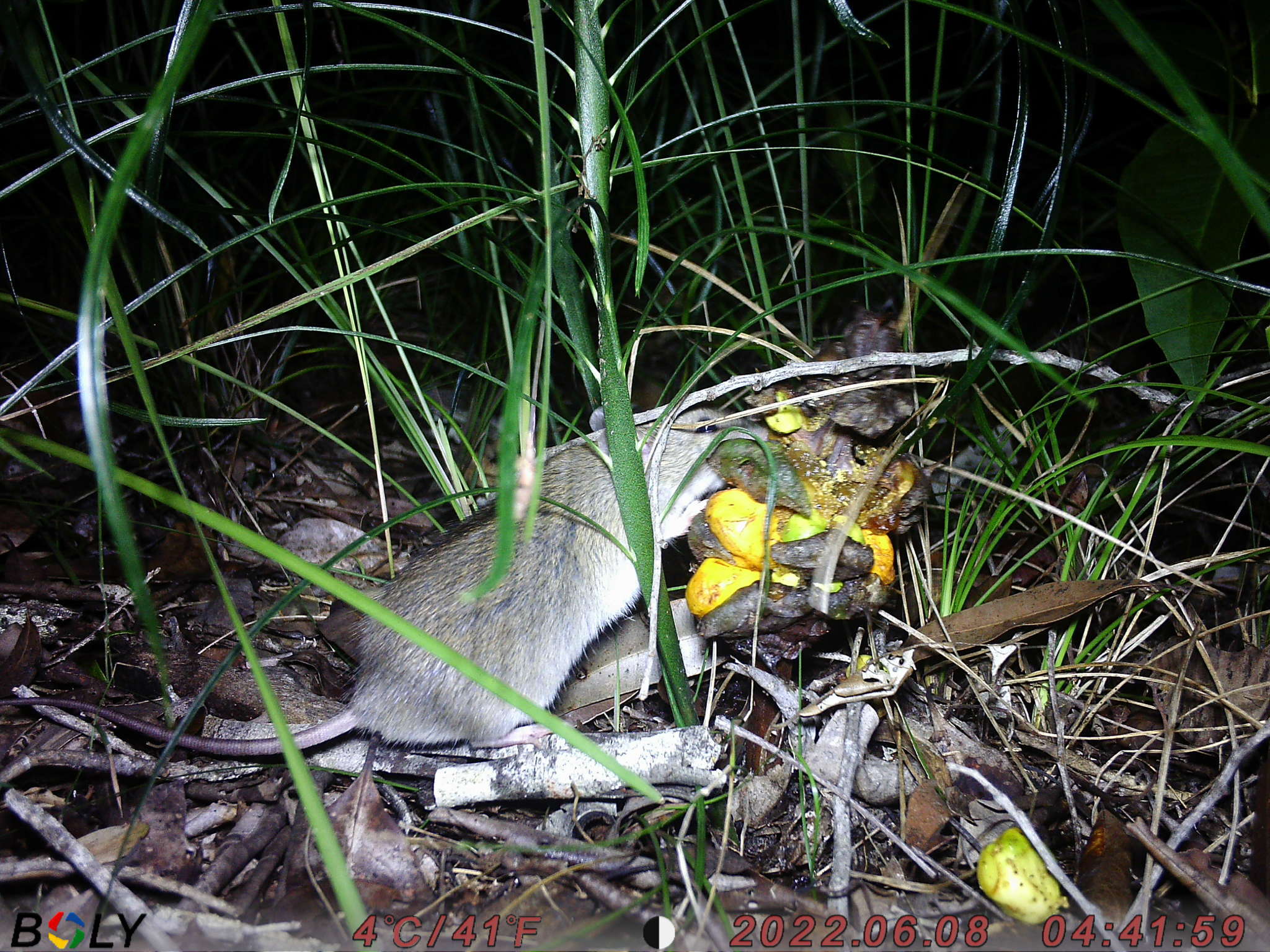 Image of Australian Pale Field Rat