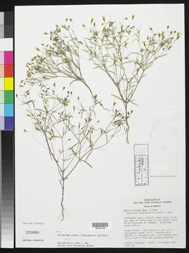 Image of fivebract chinchweed