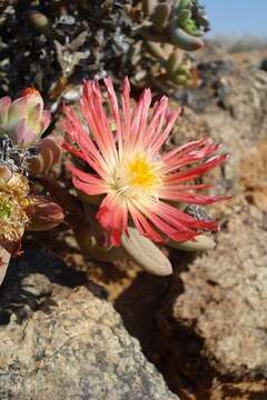 Image of Astridia longifolia (L. Bol.) L. Bol.