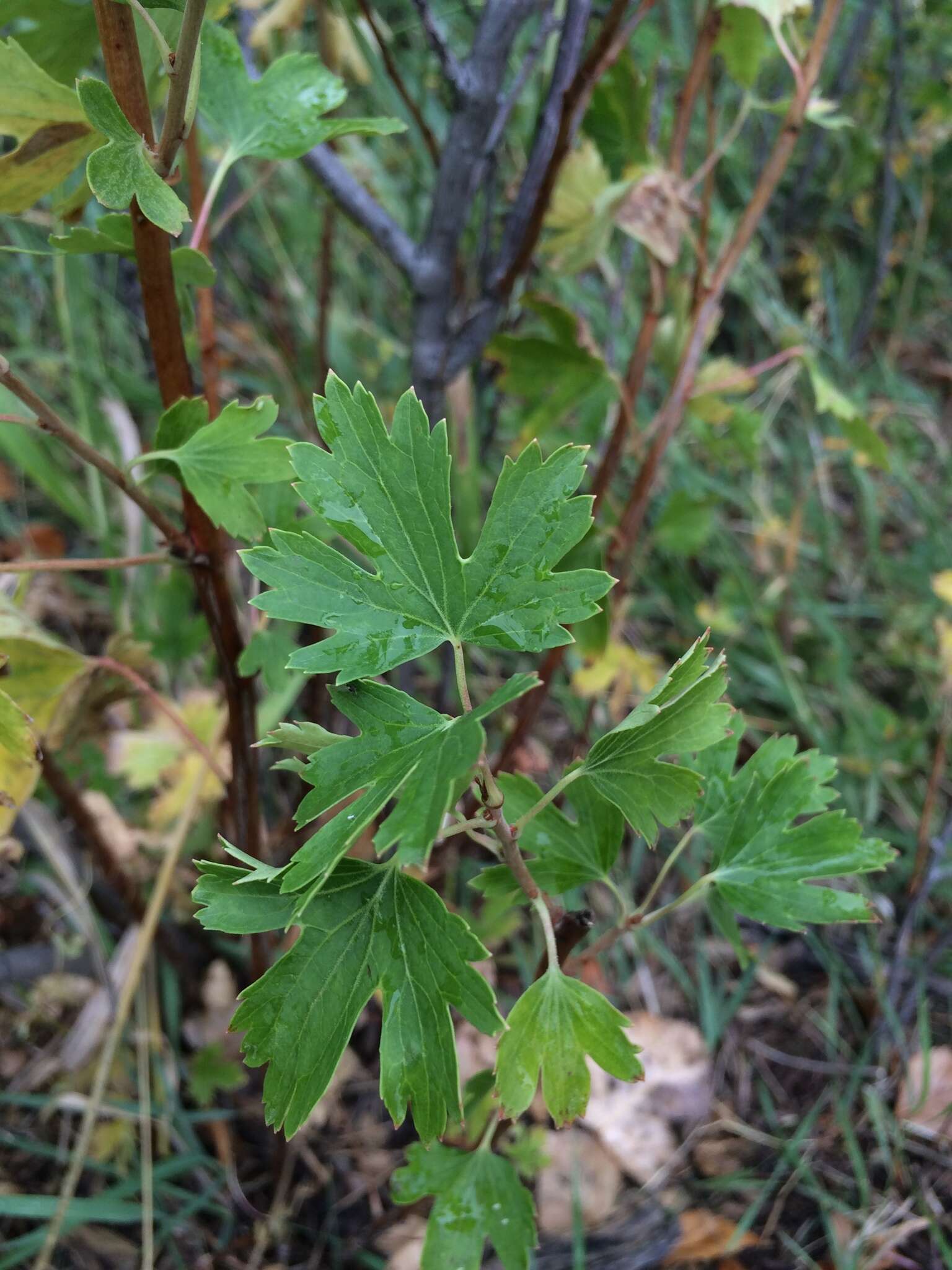 Image of golden currant