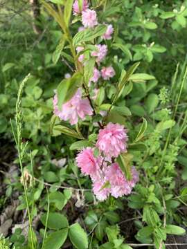 Imagem de Prunus glandulosa C. P. Thunb. ex A. Murray