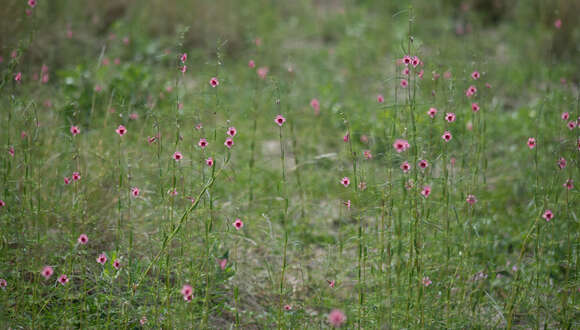 Image of Sesamum calycinum subsp. baumii