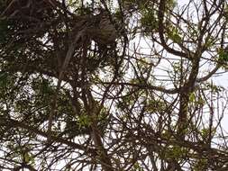 Image of White-tailed Jay