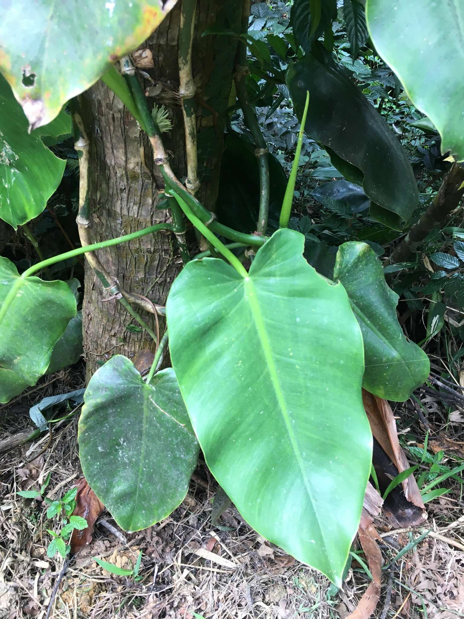 Philodendron consanguineum Schott的圖片