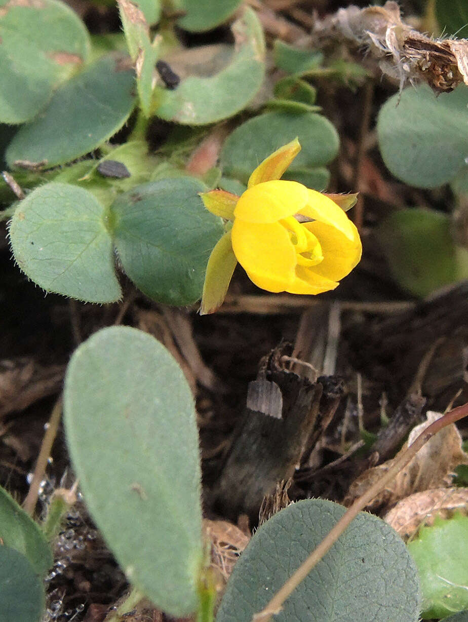 Image of roundleaf sensitive pea